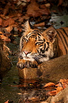 Bengal Tiger (Panthera tigris) sub adult resting on paws, Bandhavgarh National Park, India.