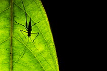 Silhouette of Cricket (Tettigoniidae) on underside of leaf, Salonga National Park, Democratic Republic of Congo.