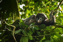 Bonobo (Pan paniscus) lying in a day nest, Max Planck research site, LuiKotale, Salonga National Park, Democratic Republic of Congo.