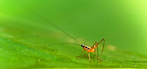 Cricket nymph (Tettigoniidae) Salonga National Park, Democratic Republic of Congo.