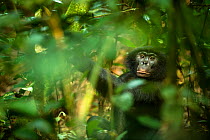 Male Bonobo (Pan paniscus), Max Planck research site, LuiKotale, Salonga National Park, Democratic Republic of Congo.
