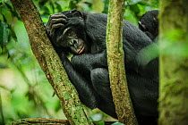 Female Bonobo (Pan paniscus) resting with her infant, Max Planck research site LuiKotale in Salonga National Park, Democratic Republic of Congo.