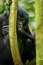 Female Bonobo (Pan paniscus) resting, Max Planck research site LuiKotale in Salonga National Park, Democratic Republic of Congo.