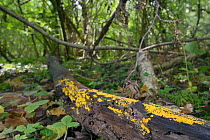 Yellow fairy cup / lemon disco fungus (Bisporella citrina) on rotting log, GWT Lower Woods reserve, Gloucestershire, UK, October.