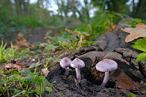 Lilac fibrecap (Inocybe geophylla lilacina), poisonous mushrooms containing muscarine, GWT Lower Woods reserve, Gloucestershire, UK, October.