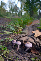 Lilac fibrecap (Inocybe geophylla lilacina), poisonous mushrooms containing muscarine, GWT Lower Woods reserve, Gloucestershire, UK, October.