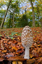 Magpie inkcap (Coprinopsis picacea) in beech woodland, Buckholt wood NNR, Gloucestershire, UK, October.