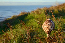 Parasol mushroom (Lepiota / Macrolepiota procera) on cliff top, Widemouth Bay, Cornwall, UK, November.