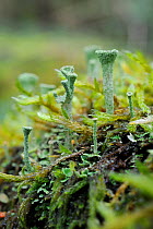 Pixie cup lichen (Cladonia fimbriata) with spore forming reproductive cups, growing on mossy log, GWT Lower Woods reserve, Gloucestershire, UK, October.
