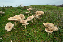 Slender parasol (Macrolepiota mastoidea) mushrooms , Whiteford Burrows, Gower Peninsula, Wales, UK, October.