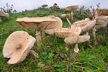 Slender parasol (Macrolepiota mastoidea) mushrooms, Whiteford Burrows, Gower Peninsula, Wales, UK, October.