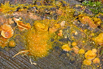Myxomycete, possibly eggshell slime mould (Leocarpus fragilis) in streaming phase, digesting bracket fungi, GWT Lower Woods reserve, Gloucestershire, UK, October.