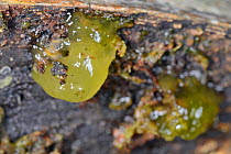 Star jelly (Nostoc commune) on rotting log, GWT Lower Woods reserve, Gloucestershire, UK, October.