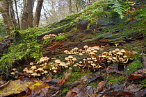 Sulphur tuft fungus (Hypholoma fasciculare) growing on rotting log, Millook Valley woods, Cornwall, UK, November.