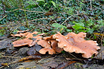 Tawny funnel (Lepista flaccida) iced over on cold morning, Millook Valley Woods, Cornwall, UK, November.