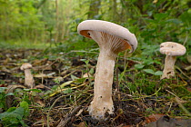 Trooping funnel / monk's head (Infundibulicybe / Clitocybe geotropa), GWT Lower Woods reserve, Gloucestershire, UK, October.