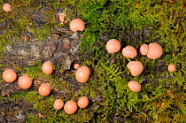 Wolf's milk slime mould (Lycogala terrestre) spore forming reproductive phase, on mossy log, GWT Lower Woods reserve, Gloucestershire, UK, October.