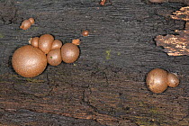 Wolf's milk slime mould (Lycogala terrestre) mature spore forming reproductive phase, Buckholt wood NNR, Gloucestershire, UK, October.