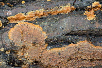 Wrinkled crust fungus (Phlebia radiata) on rotting log, GWT Lower Woods reserve, Gloucestershire, UK, October.