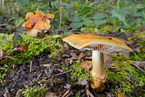 Webcap (Cortinarius sp), GWT Lower Woods reserve, Gloucestershire, UK, October.
