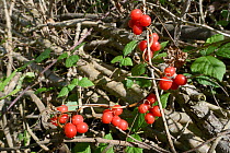 Black bryony (Dioscorea communis) with berries, GWT Lower Woods reserve, Gloucestershire, UK, October.