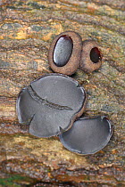 Black bulgar fungus (Bulgaria inquinans) growing on rotting oak log, GWT Lower Woods reserve, Gloucestershire, UK, October.