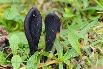 Black earth-tongue fungus (Geoglossum cookeianum), Whiteford Burrows, Gower Peninsula, Wales, UK, October.