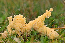 Dog vomit slime mould (Fuligo septica) on stable dune grassland, Whiteford Burrows, Gower Peninsula, Wales, UK, October.