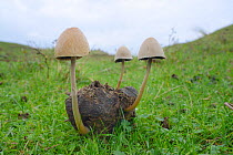 Egghead mottlegill (Panaeolus semiovatus) mushrooms growing on horse dung, Whiteford Burrows, Gower Peninsula, Wales, UK, October.