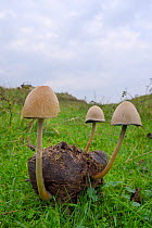 Egghead mottlegill (Panaeolus semiovatus) mushrooms growing on horse dung, Whiteford Burrows, Gower Peninsula, Wales, UK, October.