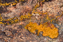 Myxomycete, possibly eggshell slime mould (Leocarpus fragilis) in streaming phase, seeking nutrients on log, GWT Lower Woods reserve, Gloucestershire, UK, October.