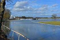 Worcester Racecourse flooded by River Severn during February 2014 floods and isolated English/Pedunculate oak (Quercus robur) tree, Worcester, England. February 2014.