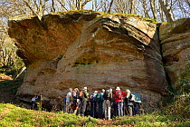 Geologists viewing Quartz Conglomerate exposure, Upper Devonian, Huntsham Hill, Wye Gorge, Herefordshire, UK, April 2013.