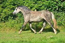 Grey coloured Welsh Pony (Equus caballus) trotting, Herefordshire, England. July 2014.