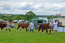 Hereford Bull parade at the Bromyard Gala, competition for the best handler, Herefordshire, England.  June 2014.