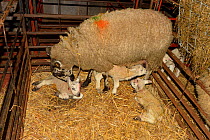 Welsh Mule ewe, crossbred sheep for prime meat production from a Bluefaced Leicester ram, licking new born lambs in a pen, Herefordshire, England. March.