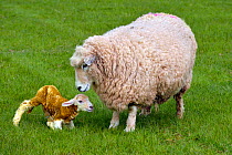 Romney ewe (Ovies aries) with new born lamb, Herefordshire, England. April.