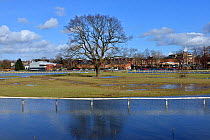 Worcester Racecourse flooded by River Severn during February 2014 floods and isolated English/Pedunculate oak (Quercus robur) tree, Worcester, England. February 2014.