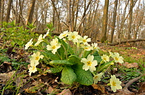Primroses (Primula vulgaris) growing in Ash (Fraxinus excelsior) woodland with Dog's Mercury (Mercurialis perennis) Broadfield Wood Nature Reserve, Essex Wildlife Trust, England. March.