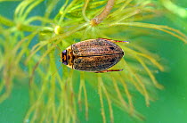 Water beetle (Rhantus suturalis) Shropshire, England. Captive. May 2014.