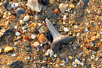 Fossiised shark's tooth (Striatolamia macrota) on the beach, eroded from  the London Clay Formation, Eocene Epoch, circa 54 million years ago, Walton-on-the-Naze, Essex, England.