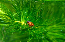 The Cherrystone Beetle (Hyphydrus ovatus) resting on Hornwort (Ceratophyllum demersum) Herefordshire, England. Captive.