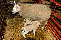 Welsh Mule ewe, crossbred sheep for prime meat production from a Bluefaced Leicester ram, with two new born lambs suckling in a pen, Herefordshire, England. April