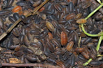 Aggregation of Common Rough Woodlice (Porcellio scaber) in various colour forms, Shropshire, England. June.