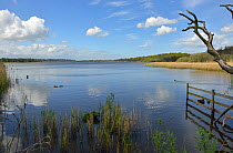 Aqualate Mere National Nature Reserve, the largest glacial lake in the West Midlands, fringed by Common Reed (Phragmites australis), Staffordshire, England.  April 2014.