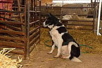 Border Collie sitting in the sheep shed with Lleyn Sheep, Herefordshire, England. April.