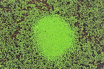 Circular mass of Duckweed (Lemna minor) formed as a consequence of vegetative/asexual reproduction located on a pond, Herefordshire, England.