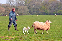 Farmer separating a Lleyn ewe (Ovies aries) and new born lamb from the flock, Herefordshire, England. April 2014,
