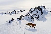 Red fox (Vulpes vulpes) in snow, Varanger Peninsula, Norway.