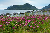 Flowers on Skagsanden beach, Flakstad, Lofoten, Nordland, Norway, August.
